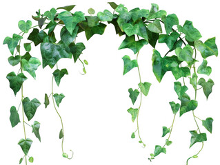 Trailing Vine with Heart-Shaped Leaves Forming an Arch