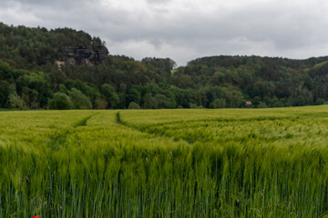 A field of green grass with a winding path through it. The sky is cloudy and the mood of the image is peaceful and serene