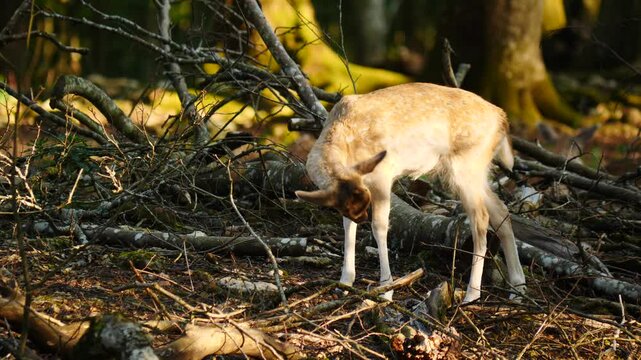 Young male fallow deer in natural environment. Deer Dama dama. Vision Park in Auberive region, France. Slow motion