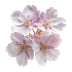 Fototapeta premium Delicate Pink Cherry Blossom Flowers