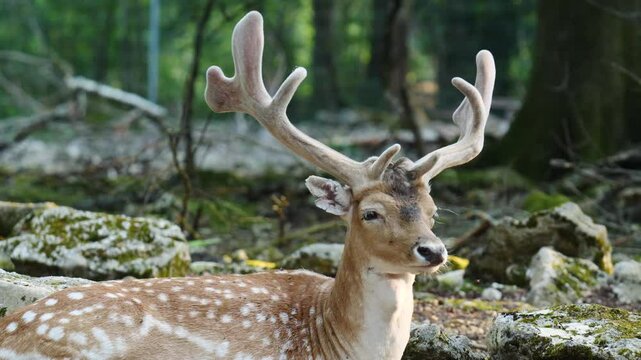 Male fallow deer, buck with antlers in natural environment. Deer Dama dama. Vision Park in Auberive region, France. Slow motion