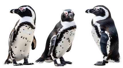 Fototapeta premium Penguin, transparent picture