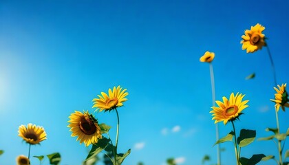 Fototapeta premium Sunflower And Blue Sky 