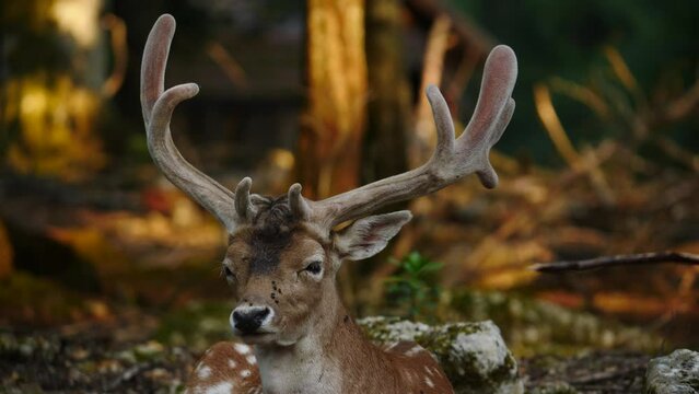 Male fallow deer, buck with antlers in natural environment. Deer Dama dama. Vision Park in Auberive region, France. Slow motion