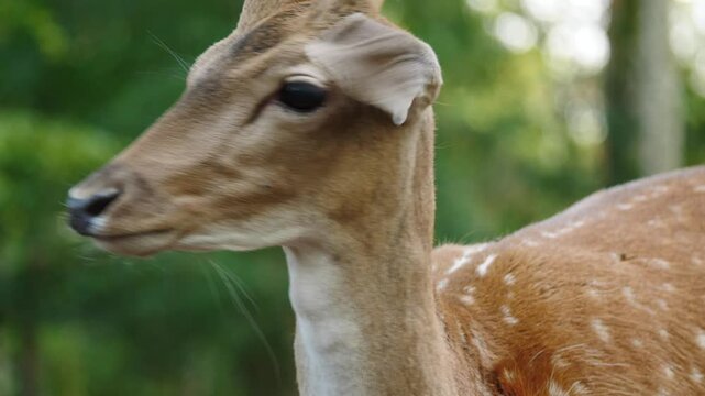 Young male fallow deer in natural environment. Deer Dama dama. Vision Park in Auberive region, France. Slow motion
