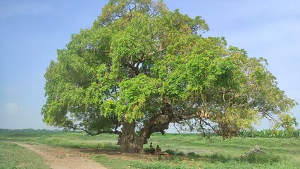 Barringtonia acutangula tree trunk with branches and leaves close up shot