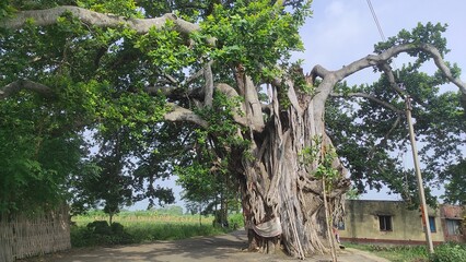 Country road under the big banyan tree in west bengal state, India