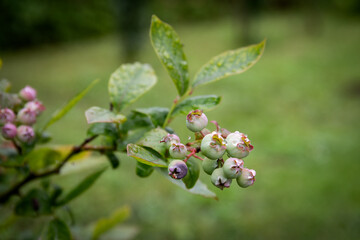 Blueberries start to ripen on the branch of a bush