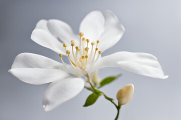 Obraz premium Close-Up of a Delicate White Flower Jasmine, Close-up of a delicate Jasmine with soft petals and yellow stamens on a light green background