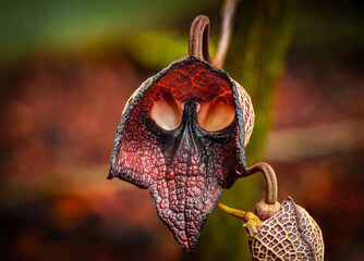 Blatt mit einer interessanten Struktur