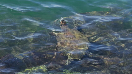 Sea turtle swimming and breathing above water in slow motion