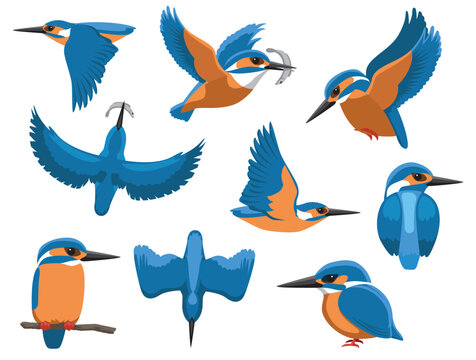 Kingfisher Bird Various Poses Sequence Cartoon Vector Character