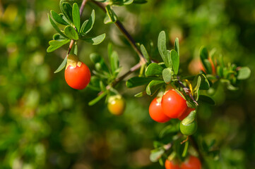 Goji berries on a bush in Cyprus