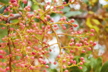 Fototapeta premium Fruits of the Pistachio tree with leaves and branches. Abstract nature and plants patterns