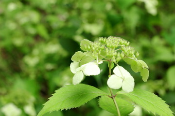 山の中で咲く小さなあじさいの花