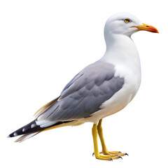 Naklejka premium seagull on a transparent background