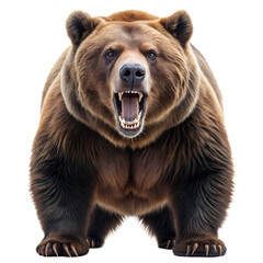 Fototapeta premium grizzly on a transparent background
