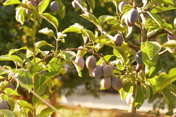 Sunlit ripe blue plums on the green tree branch. Fruits and healthy food theme