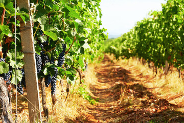 Lonely footpath in the vineyard between bush rows and red ripe grapevine. Winery and farm theme backgrounds