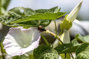 The Japanese beetle (Popillia japonica) is a species of scarab beetle on morning glory