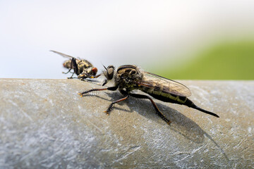 Robber flies. Robber Distinctive, medium-sized to large, bristly or hairy flies. They feed mainly or exclusively on other insects and as a rule they wait in ambush and catch their prey in flight.
