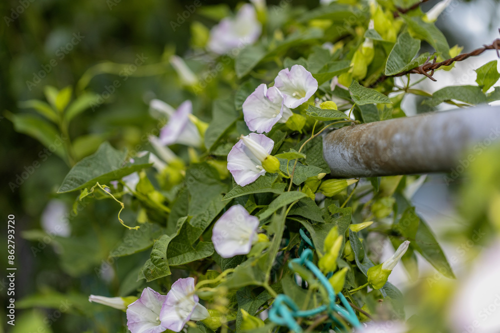 Sticker Convolvulus. Species of flowering plants . Common names include bindweed and morning glory