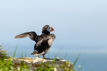 Atlantic puffin standing on rock spreading its wings at the Île aux Perroquets (Parrots Island) in...