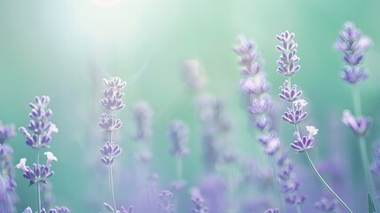 Tranquil Lavender-to-Mint Gradient with Soft Blended Diffused Lighting in Macro