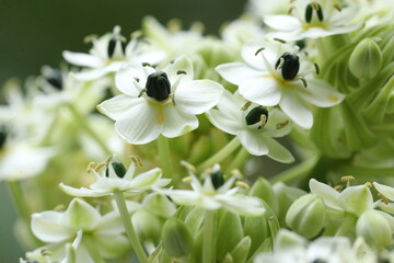 Ornithogalum arabicum  bee collects pollen from a vibrant flower in a summer garden