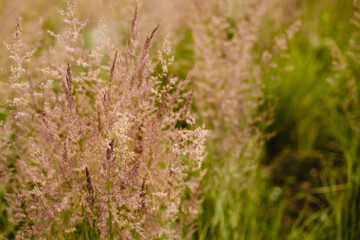 Bent grass also known as bentgrass or colonial bent or Agrostis capillaris. Abstract neutral background.