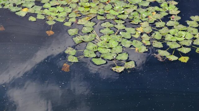 Hydrocharis morsus-ranae in a lake during summer