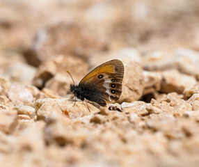 Pearly heath butterfly on the rock