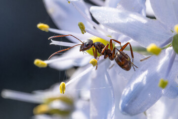 Ant on a flower 