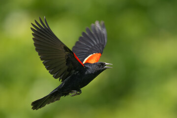 red winged blackbird