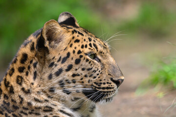 portrait of a leopard