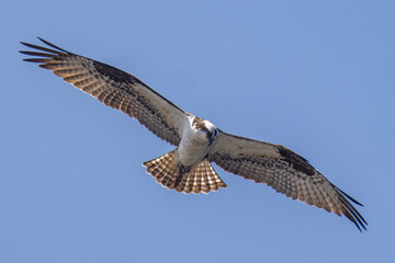 osprey in flight