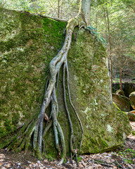 roots in the forest