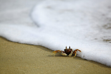 Giant ghost crab (Ocypode ceratophthalmus) Walking for food on the thailand beach 
