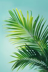 Fototapeta premium Realistic depiction of an areca palm leaf with detailed fronds, set against a clear sky, Botanical, Green tones, High Detail