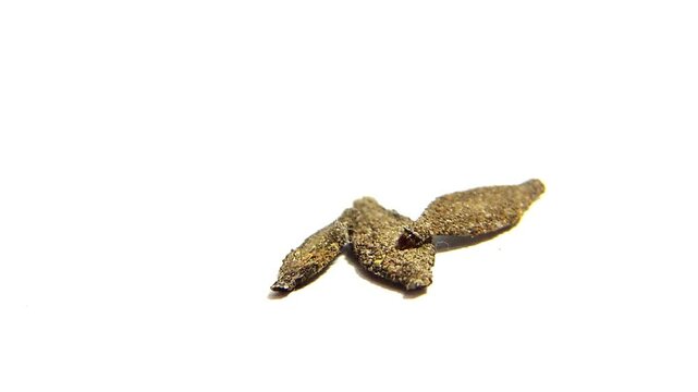 Moth kamitetep or Phereoeca uterella. This moth is often found crawling on walls