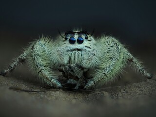spider hylus diardi with prey