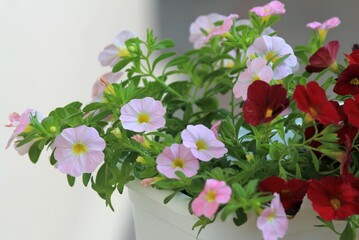 Red and white petunia flowers in the garden
