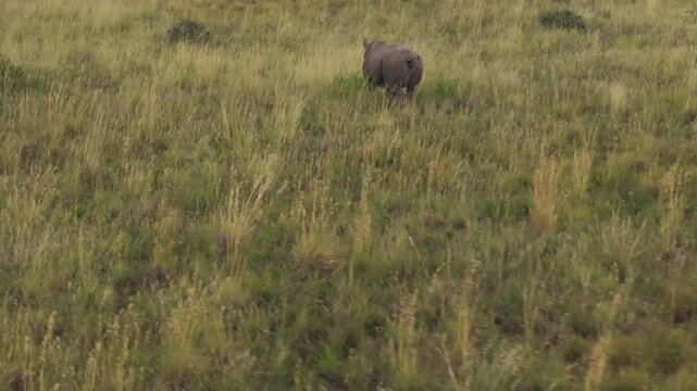 Aerial view of Rhino in grassland, Mahikeng Game Reserve, North West, South Africa.