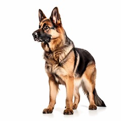 German shepherd dog breed standing against white background, AI Generated