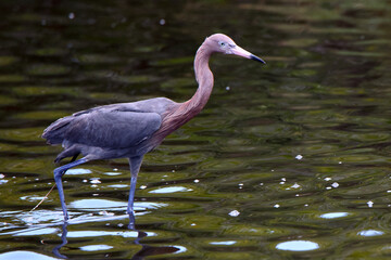 Reddish egret wading through shallow water