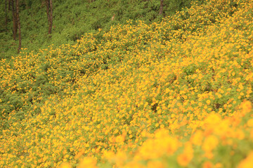 Obraz premium Landscape nature of Tung Bua Tong flowers or Mexican sunflower field, at Mae Hong Son Province, Thailand 