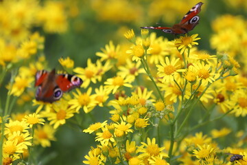 Jacobaea vulgaris, Senecio Jacob. Yellow blooming Ragwort.