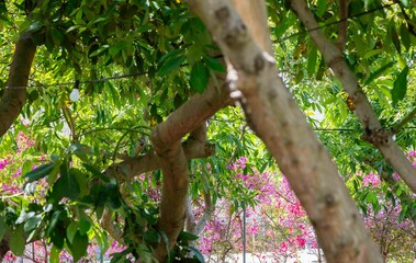 detalle de árbol en el parque