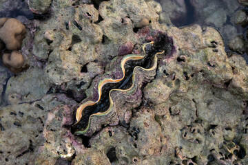 Nature giant clam during low tide in the morning at Koh Kradan in Trang, Thailand.