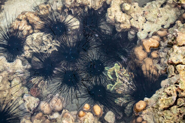 Black and spiny sea urchins during low tide in the morning at Koh Kradan in Trang, Thailand.